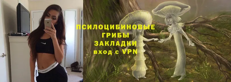 блэк спрут зеркало  Дальнереченск  Псилоцибиновые грибы Psilocybine cubensis 